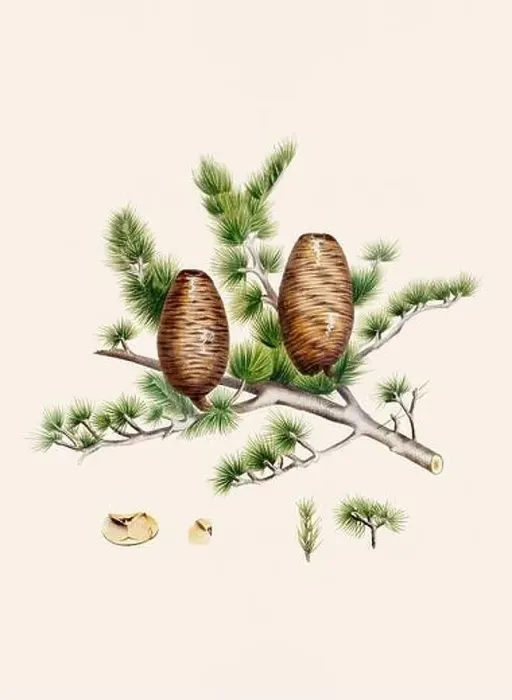 Framed Print : Vintage botanical depiction of pinecone fruits. Plate sourced from a 19th-century botanical book Framed Print : Vintage botanical depiction of pinecone fruits. Plate sourced from a 19th-century botanical book