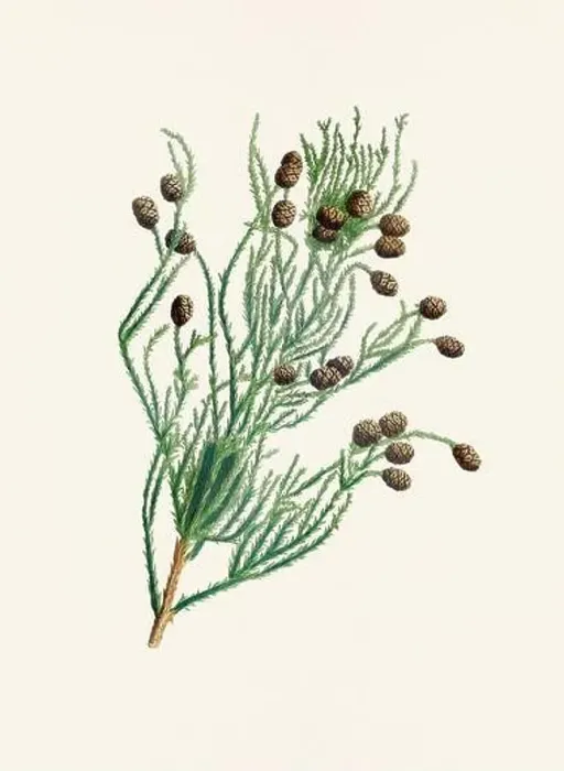 Framed Print : Vintage botanical depiction of pinecone fruits. Plate sourced from a 19th-century botanical book Framed Print : Vintage botanical depiction of pinecone fruits. Plate sourced from a 19th-century botanical book