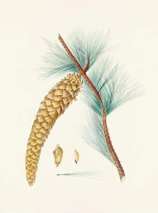 Framed Print : Vintage botanical depiction of pinecone fruits. Plate sourced from a 19th-century botanical book Framed Print : Vintage botanical depiction of pinecone fruits. Plate sourced from a 19th-century botanical book