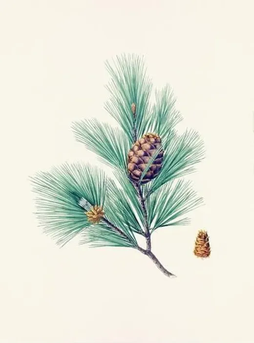 Framed Print : Vintage botanical depiction of pinecone fruits. Plate sourced from a 19th-century botanical book Framed Print : Vintage botanical depiction of pinecone fruits. Plate sourced from a 19th-century botanical book