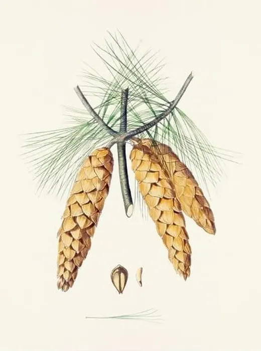 Framed Print : Vintage botanical depiction of pinecone fruits. Plate sourced from a 19th-century botanical book Framed Print : Vintage botanical depiction of pinecone fruits. Plate sourced from a 19th-century botanical book