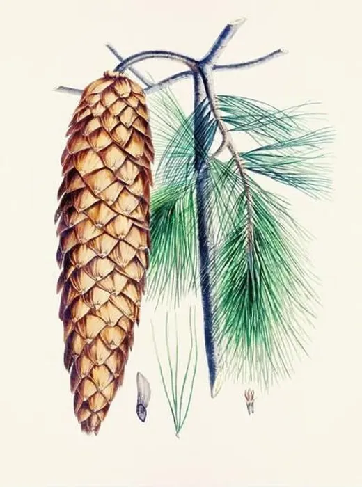 Framed Print : Vintage botanical depiction of pinecone fruits. Plate sourced from a 19th-century botanical book