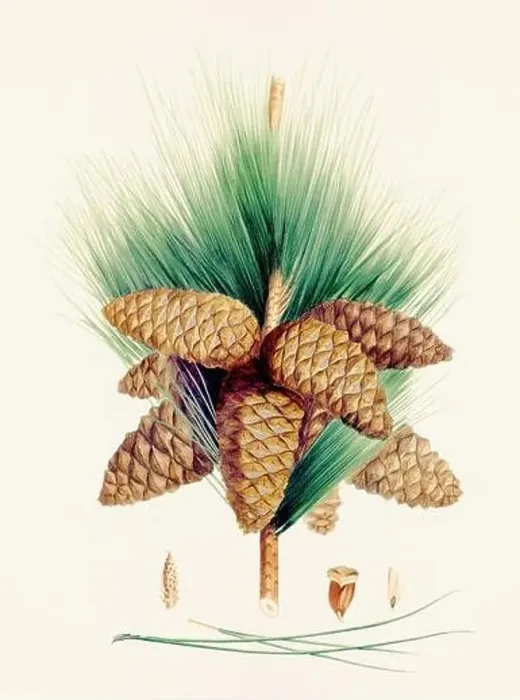 Framed Print : Vintage botanical depiction of pinecone fruits. Plate sourced from a 19th-century botanical book