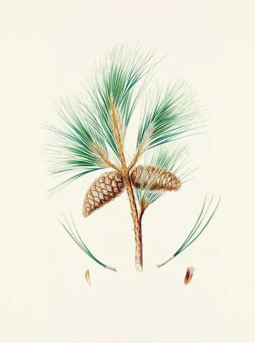 Framed Print : Vintage botanical depiction of pinecone fruits. Plate sourced from a 19th-century botanical book Framed Print : Vintage botanical depiction of pinecone fruits. Plate sourced from a 19th-century botanical book