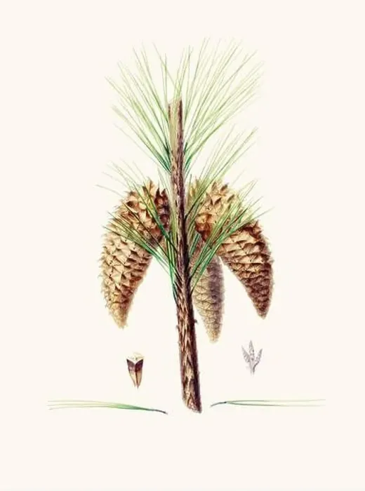 Framed Print : Vintage botanical depiction of pinecone fruits. Plate sourced from a 19th-century botanical book Framed Print : Vintage botanical depiction of pinecone fruits. Plate sourced from a 19th-century botanical book