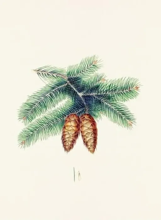 Framed Print : Vintage botanical depiction of pinecone fruits. Plate sourced from a 19th-century botanical book Framed Print : Vintage botanical depiction of pinecone fruits. Plate sourced from a 19th-century botanical book
