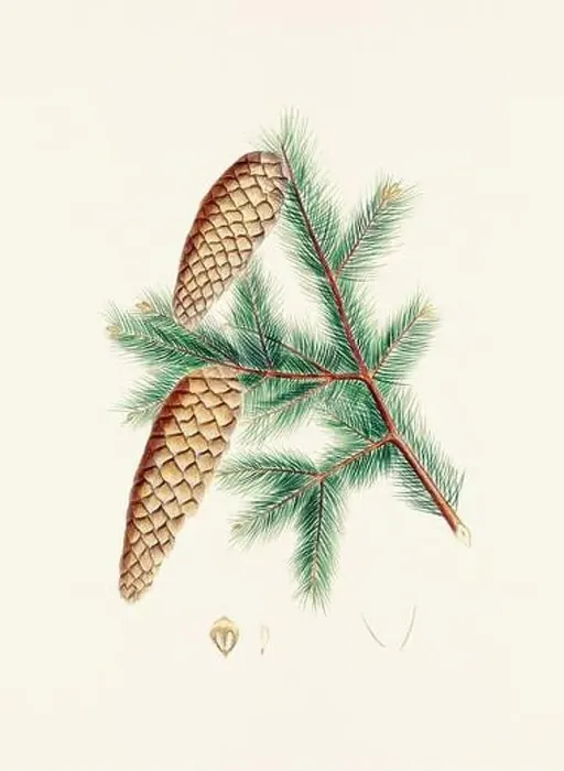 Framed Print : Vintage botanical depiction of pinecone fruits. Plate sourced from a 19th-century botanical book Framed Print : Vintage botanical depiction of pinecone fruits. Plate sourced from a 19th-century botanical book
