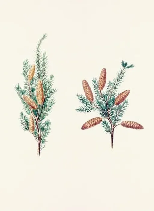 Framed Print : Vintage botanical depiction of pinecone fruits. Plate sourced from a 19th-century botanical book Framed Print : Vintage botanical depiction of pinecone fruits. Plate sourced from a 19th-century botanical book