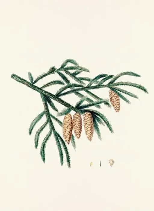 Framed Print : Vintage botanical depiction of pinecone fruits. Plate sourced from a 19th-century botanical book Framed Print : Vintage botanical depiction of pinecone fruits. Plate sourced from a 19th-century botanical book