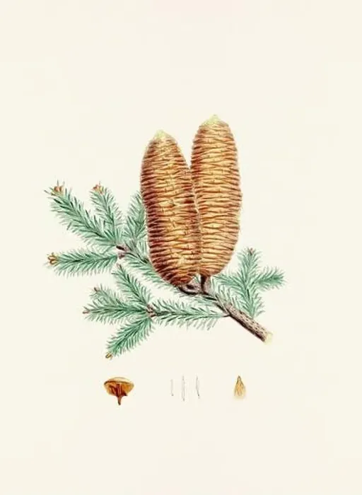 Framed Print : Vintage botanical depiction of pinecone fruits. Plate sourced from a 19th-century botanical book