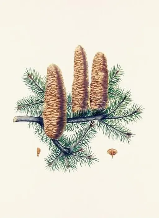 Framed Print : Vintage botanical depiction of pinecone fruits. Plate sourced from a 19th-century botanical book Framed Print : Vintage botanical depiction of pinecone fruits. Plate sourced from a 19th-century botanical book