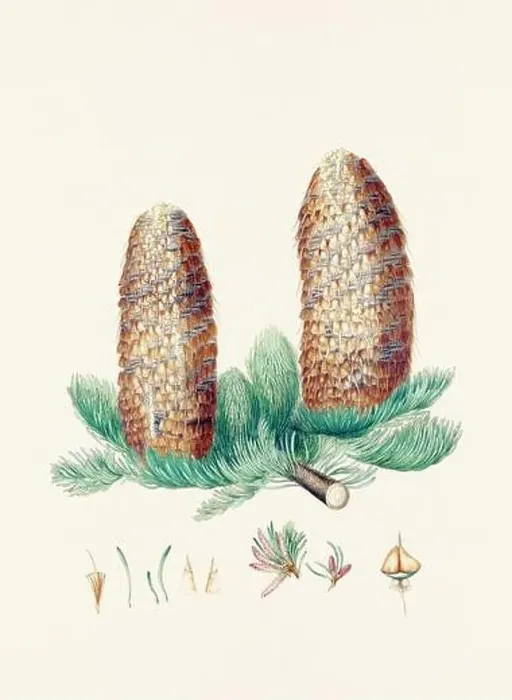 Framed Print : Vintage botanical depiction of pinecone fruits. Plate sourced from a 19th-century botanical book Framed Print : Vintage botanical depiction of pinecone fruits. Plate sourced from a 19th-century botanical book