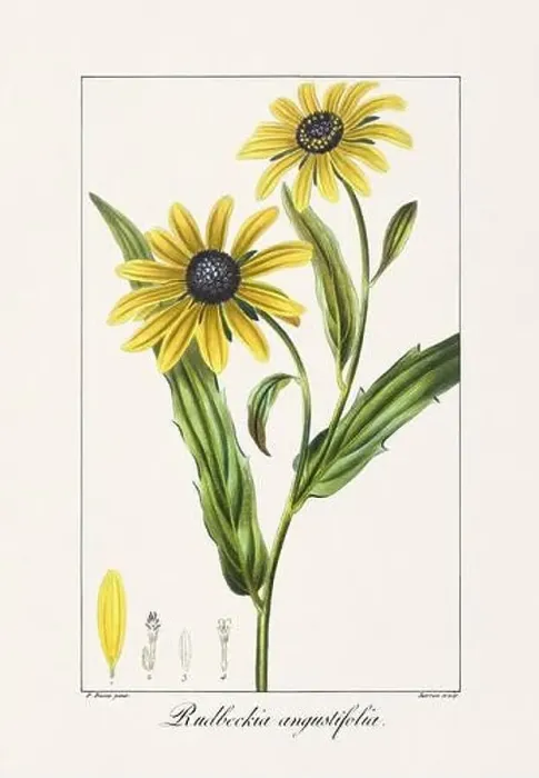 Framed Print : Vintage botanical Flower illustration from a 19th-century French book, depicting useful and ornamental plants Framed Print : Vintage botanical Flower illustration from a 19th-century French book, depicting useful and ornamental plants