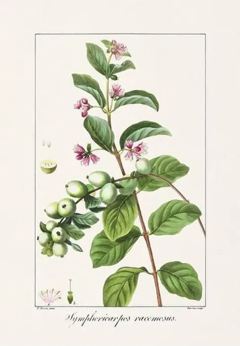 Framed Print : Vintage botanical Flower illustration from a 19th-century French book, depicting useful and ornamental plants Framed Print : Vintage botanical Flower illustration from a 19th-century French book, depicting useful and ornamental plants