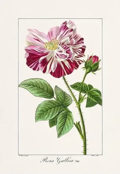 Framed Print : Vintage botanical Flower illustration from a 19th-century French book, depicting useful and ornamental plants Framed Print : Vintage botanical Flower illustration from a 19th-century French book, depicting useful and ornamental plants