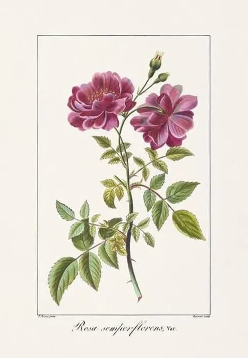 Framed Print : Vintage botanical Flower illustration from a 19th-century French book, depicting useful and ornamental plants Framed Print : Vintage botanical Flower illustration from a 19th-century French book, depicting useful and ornamental plants