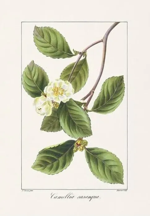 Framed Print : Vintage botanical Flower illustration from a 19th-century French book, depicting useful and ornamental plants Framed Print : Vintage botanical Flower illustration from a 19th-century French book, depicting useful and ornamental plants