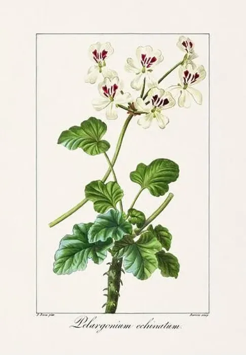 Framed Print : Vintage botanical Flower illustration from a 19th-century French book, depicting useful and ornamental plants Framed Print : Vintage botanical Flower illustration from a 19th-century French book, depicting useful and ornamental plants