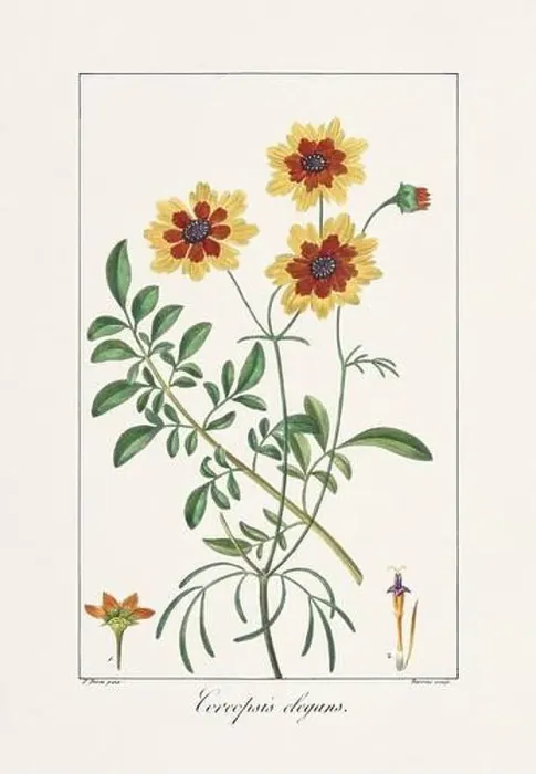 Framed Print : Vintage botanical Flower illustration from a 19th-century French book, depicting useful and ornamental plants Framed Print : Vintage botanical Flower illustration from a 19th-century French book, depicting useful and ornamental plants