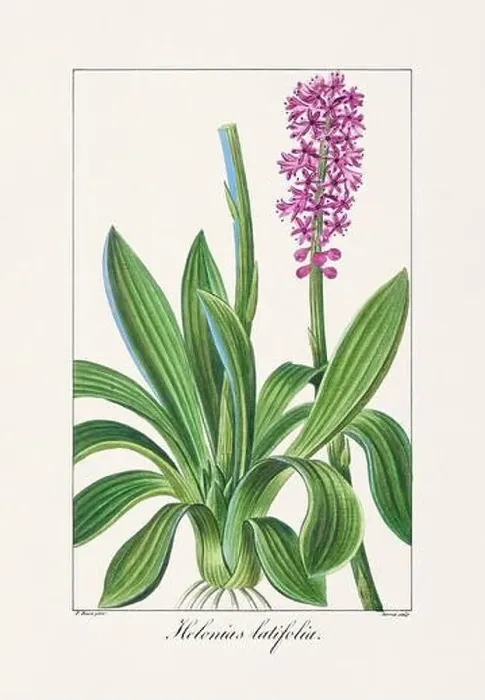 Framed Print : Vintage botanical Flower illustration from a 19th-century French book, depicting useful and ornamental plants Framed Print : Vintage botanical Flower illustration from a 19th-century French book, depicting useful and ornamental plants