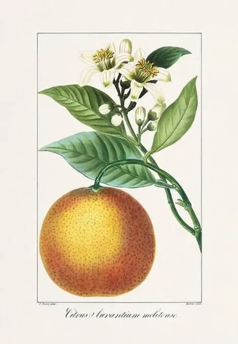 Framed Print : Vintage botanical Flower illustration from a 19th-century French book, depicting useful and ornamental plants Framed Print : Vintage botanical Flower illustration from a 19th-century French book, depicting useful and ornamental plants