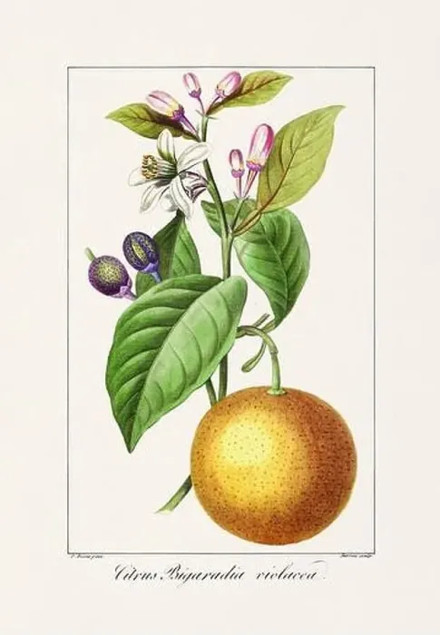 Framed Print : Vintage botanical Flower illustration from a 19th-century French book, depicting useful and ornamental plants Framed Print : Vintage botanical Flower illustration from a 19th-century French book, depicting useful and ornamental plants