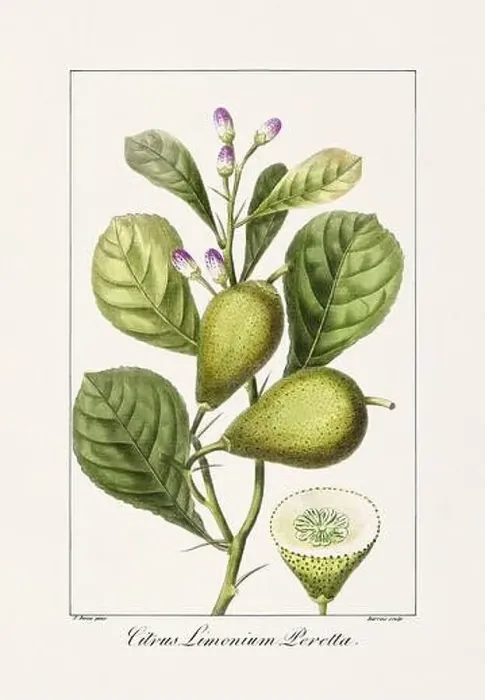 Framed Print : Vintage botanical Flower illustration from a 19th-century French book, depicting useful and ornamental plants Framed Print : Vintage botanical Flower illustration from a 19th-century French book, depicting useful and ornamental plants