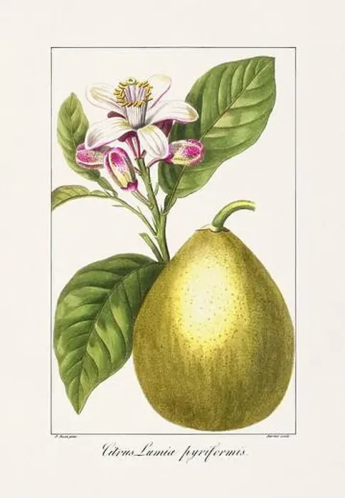 Framed Print : Vintage botanical Flower illustration from a 19th-century French book, depicting useful and ornamental plants Framed Print : Vintage botanical Flower illustration from a 19th-century French book, depicting useful and ornamental plants