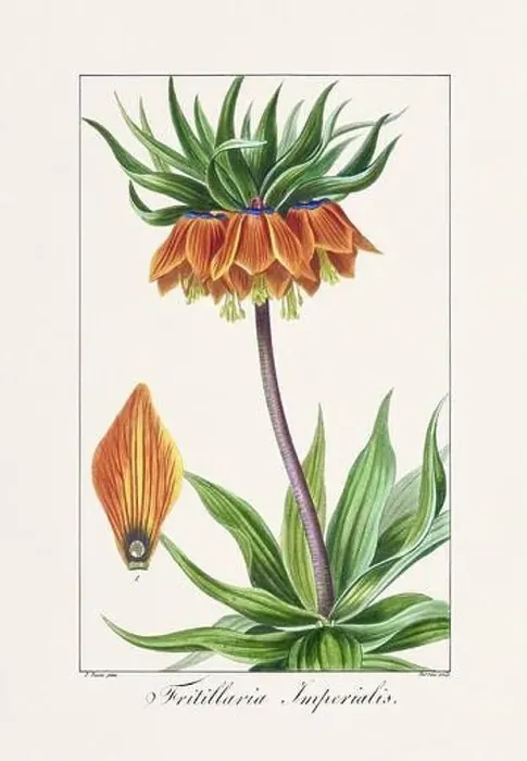 Framed Print : Vintage botanical Flower illustration from a 19th-century French book, depicting useful and ornamental plants Framed Print : Vintage botanical Flower illustration from a 19th-century French book, depicting useful and ornamental plants