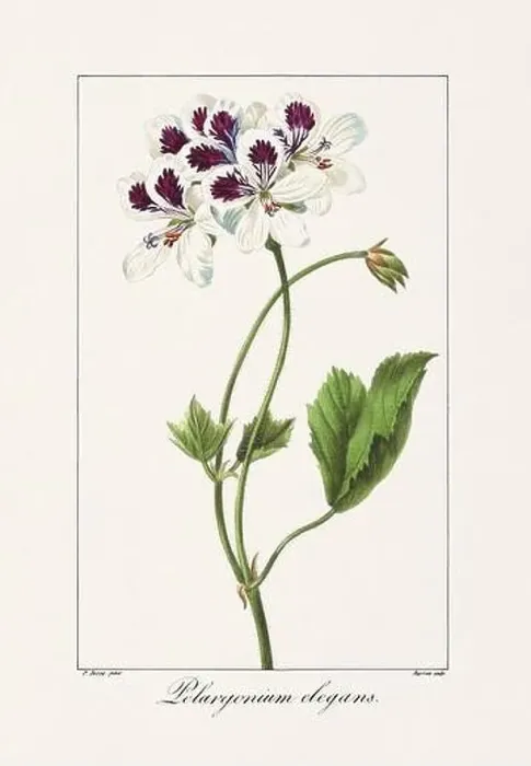 Framed Print : Vintage botanical Flower illustration from a 19th-century French book, depicting useful and ornamental plants Framed Print : Vintage botanical Flower illustration from a 19th-century French book, depicting useful and ornamental plants