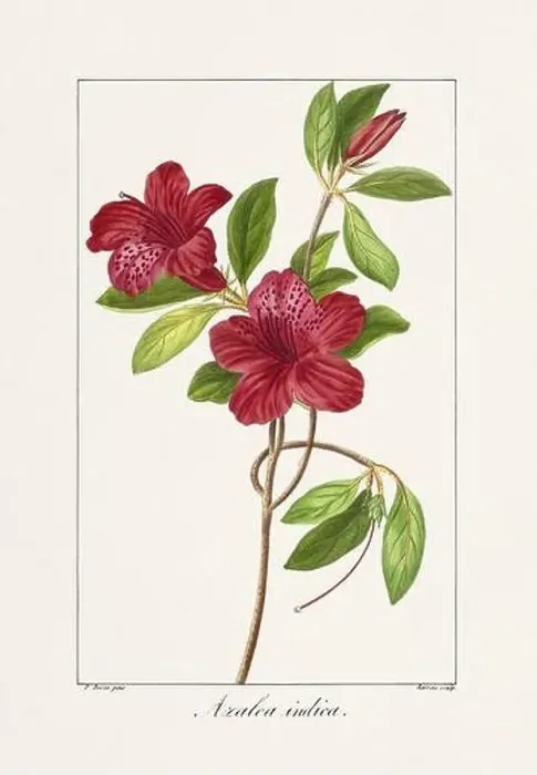 Framed Print : Vintage botanical Flower illustration from a 19th-century French book, depicting useful and ornamental plants Framed Print : Vintage botanical Flower illustration from a 19th-century French book, depicting useful and ornamental plants