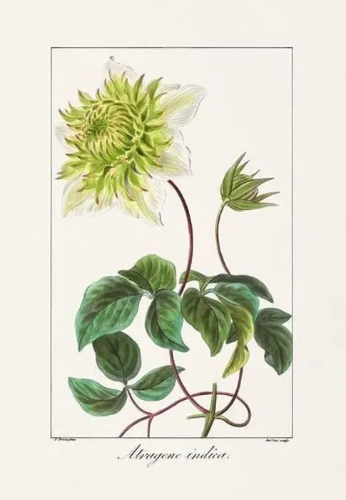 Framed Print : Vintage botanical Flower illustration from a 19th-century French book, depicting useful and ornamental plants Framed Print : Vintage botanical Flower illustration from a 19th-century French book, depicting useful and ornamental plants