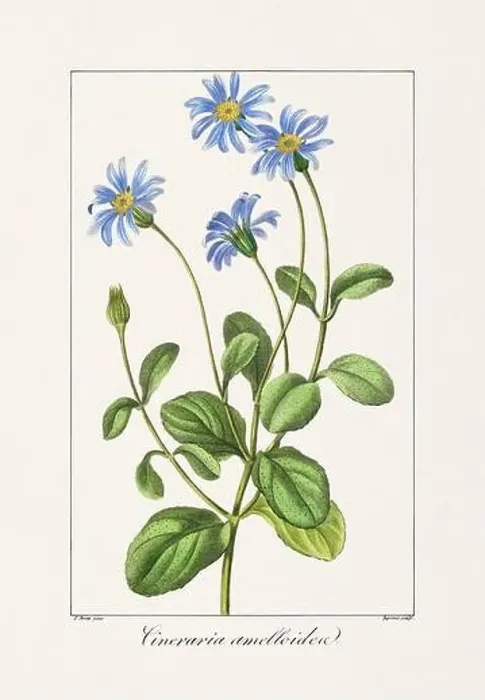 Framed Print : Vintage botanical Flower illustration from a 19th-century French book, depicting useful and ornamental plants Framed Print : Vintage botanical Flower illustration from a 19th-century French book, depicting useful and ornamental plants