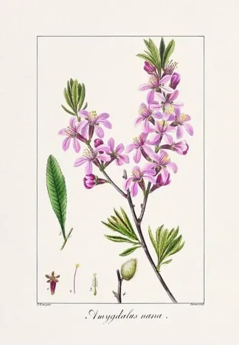 Framed Print : Vintage botanical Flower illustration from a 19th-century French book, depicting useful and ornamental plants Framed Print : Vintage botanical Flower illustration from a 19th-century French book, depicting useful and ornamental plants