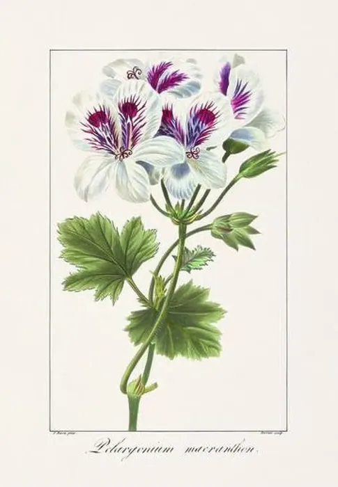 Framed Print : Vintage botanical Flower illustration from a 19th-century French book, depicting useful and ornamental plants Framed Print : Vintage botanical Flower illustration from a 19th-century French book, depicting useful and ornamental plants