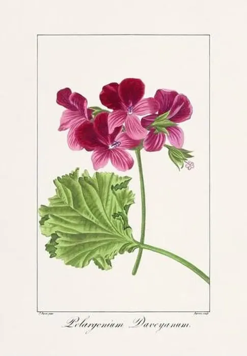 Framed Print : Vintage botanical Flower illustration from a 19th-century French book, depicting useful and ornamental plants Framed Print : Vintage botanical Flower illustration from a 19th-century French book, depicting useful and ornamental plants