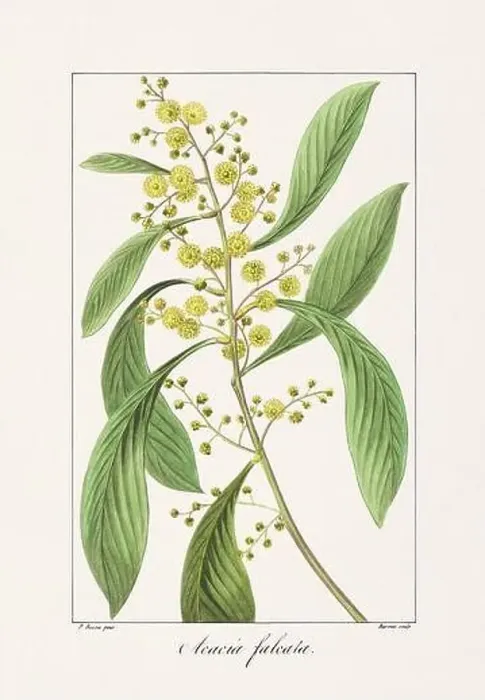 Framed Print : Vintage botanical Flower illustration from a 19th-century French book, depicting useful and ornamental plants Framed Print : Vintage botanical Flower illustration from a 19th-century French book, depicting useful and ornamental plants