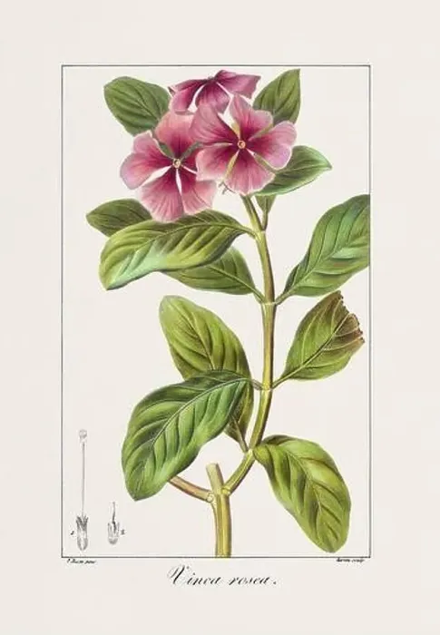 Framed Print : Vintage botanical Flower illustration from a 19th-century French book, depicting useful and ornamental plants Framed Print : Vintage botanical Flower illustration from a 19th-century French book, depicting useful and ornamental plants