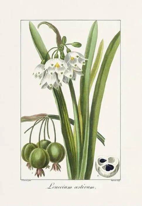 Framed Print : Vintage botanical Flower illustration from a 19th-century French book, depicting useful and ornamental plants Framed Print : Vintage botanical Flower illustration from a 19th-century French book, depicting useful and ornamental plants