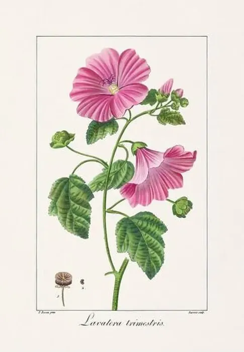 Framed Print : Vintage botanical Flower illustration from a 19th-century French book, depicting useful and ornamental plants Framed Print : Vintage botanical Flower illustration from a 19th-century French book, depicting useful and ornamental plants