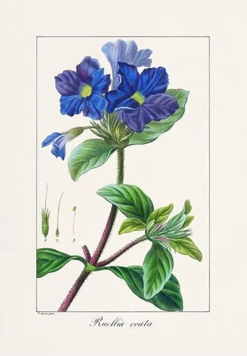 Framed Print : Vintage botanical Flower illustration from a 19th-century French book, depicting useful and ornamental plants Framed Print : Vintage botanical Flower illustration from a 19th-century French book, depicting useful and ornamental plants