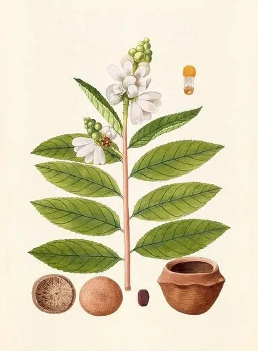 Framed Print : Vintage Botanical illustration from an 18th-century book, depicting native American plants Framed Print : Vintage Botanical illustration from an 18th-century book, depicting native American plants