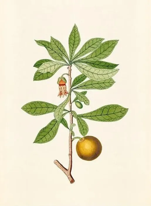 Framed Print : Vintage Botanical illustration from an 18th-century book, depicting native American plants Framed Print : Vintage Botanical illustration from an 18th-century book, depicting native American plants