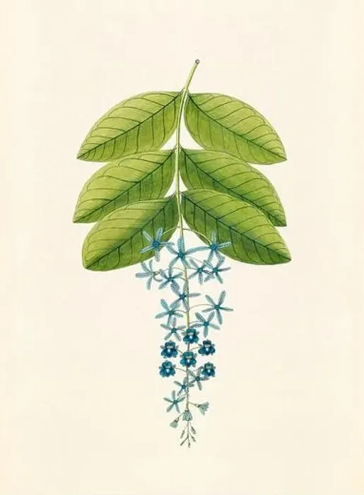 Framed Print : Vintage Botanical illustration from an 18th-century book, depicting native American plants Framed Print : Vintage Botanical illustration from an 18th-century book, depicting native American plants