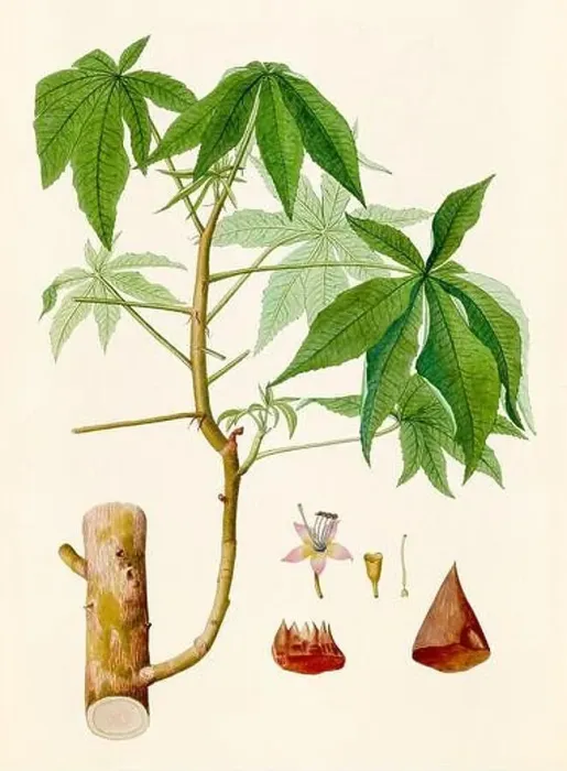 Framed Print : Vintage Botanical illustration from an 18th-century book, depicting native American plants Framed Print : Vintage Botanical illustration from an 18th-century book, depicting native American plants