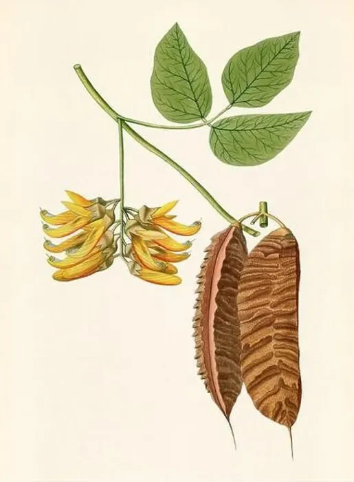 Framed Print : Vintage Botanical illustration from an 18th-century book, depicting native American plants Framed Print : Vintage Botanical illustration from an 18th-century book, depicting native American plants