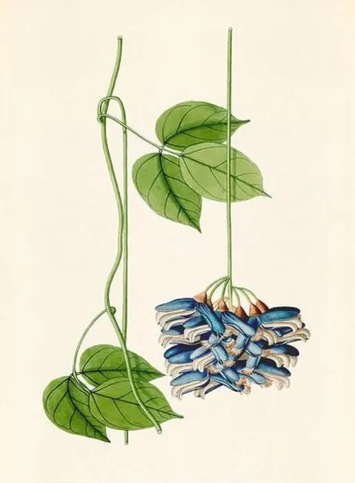 Framed Print : Vintage Botanical illustration from an 18th-century book, depicting native American plants Framed Print : Vintage Botanical illustration from an 18th-century book, depicting native American plants