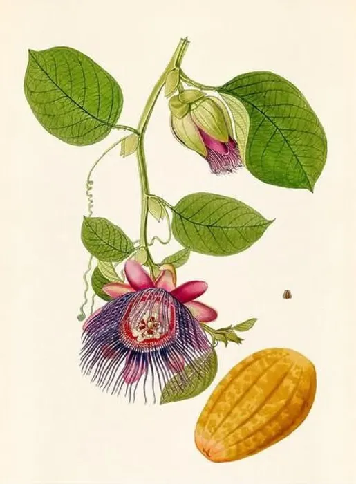 Framed Print : Vintage Botanical illustration from an 18th-century book, depicting native American plants Framed Print : Vintage Botanical illustration from an 18th-century book, depicting native American plants