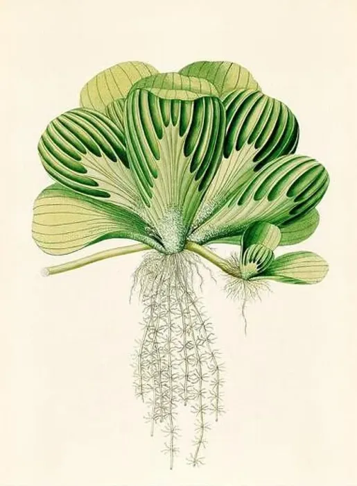 Framed Print : Vintage Botanical illustration from an 18th-century book, depicting native American plants Framed Print : Vintage Botanical illustration from an 18th-century book, depicting native American plants