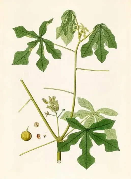 Framed Print : Vintage Botanical illustration from an 18th-century book, depicting native American plants Framed Print : Vintage Botanical illustration from an 18th-century book, depicting native American plants